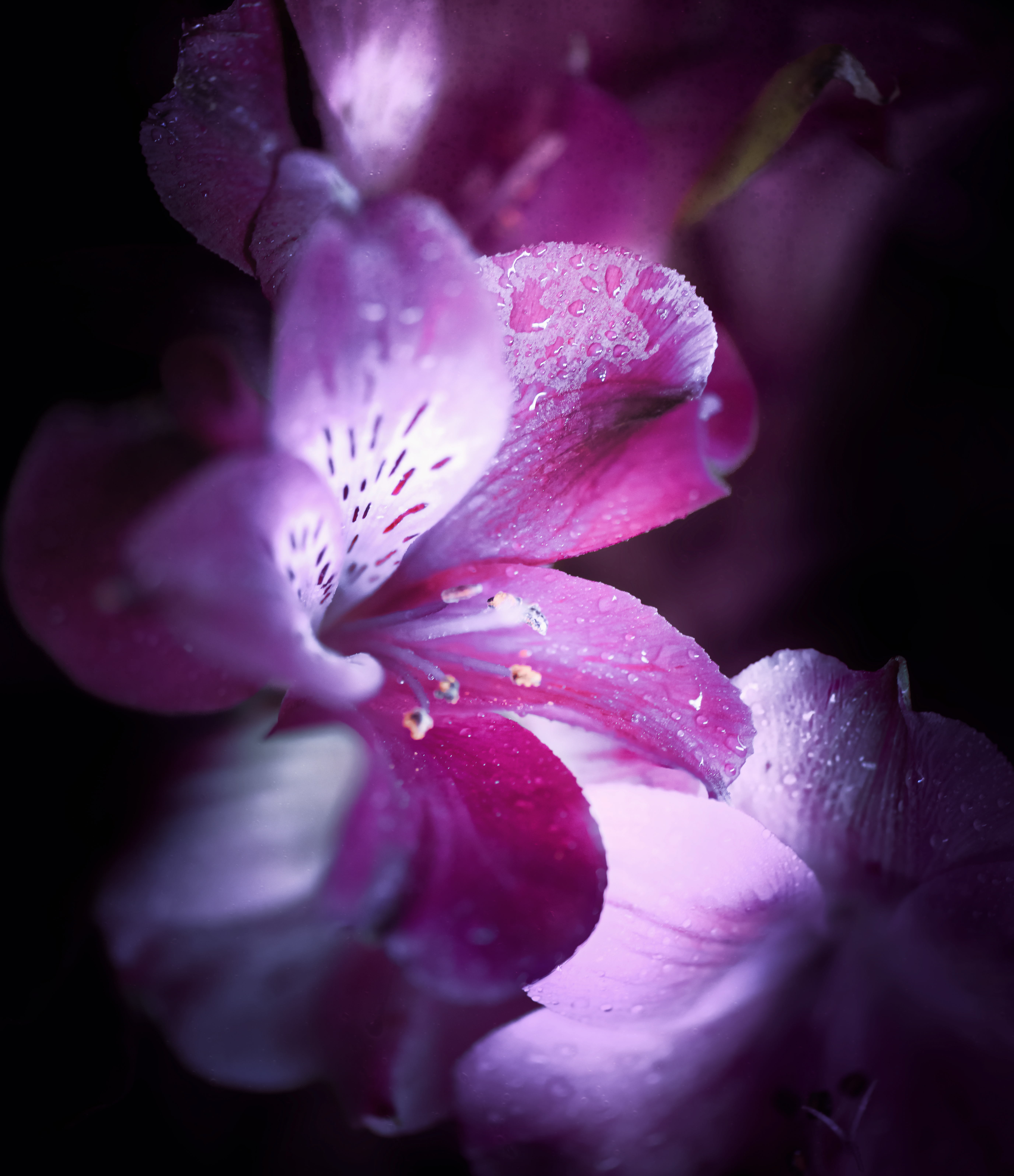 Purpleflowerforwebpageeee